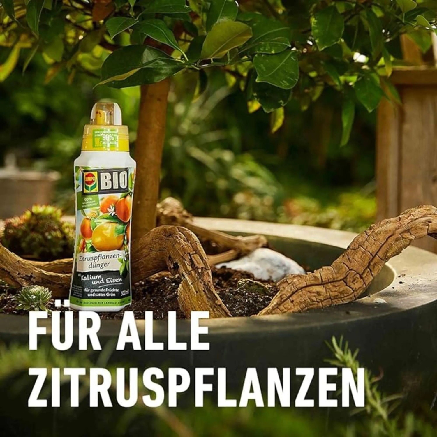 Compo Bio citrus növénytáp 500 ml-es palack citrus növény előtt. Compo Bio citrus növénytáp 500 ml-es palack citrus növény előtt.