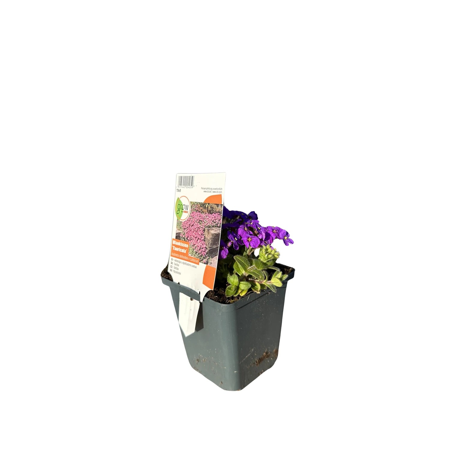 Kékpárna Tauricola Violet 9 cm-es cserépben. Aubrieta lila virágokkal. Kékpárna Tauricola Violet 9 cm-es cserépben. Aubrieta lila virágokkal.