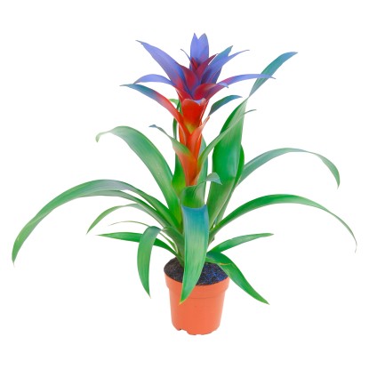 Guzmánia kék színes cserépátmérő: kb. 12 cm Guzmánia kék színes cserépátmérő: kb. 12 cm