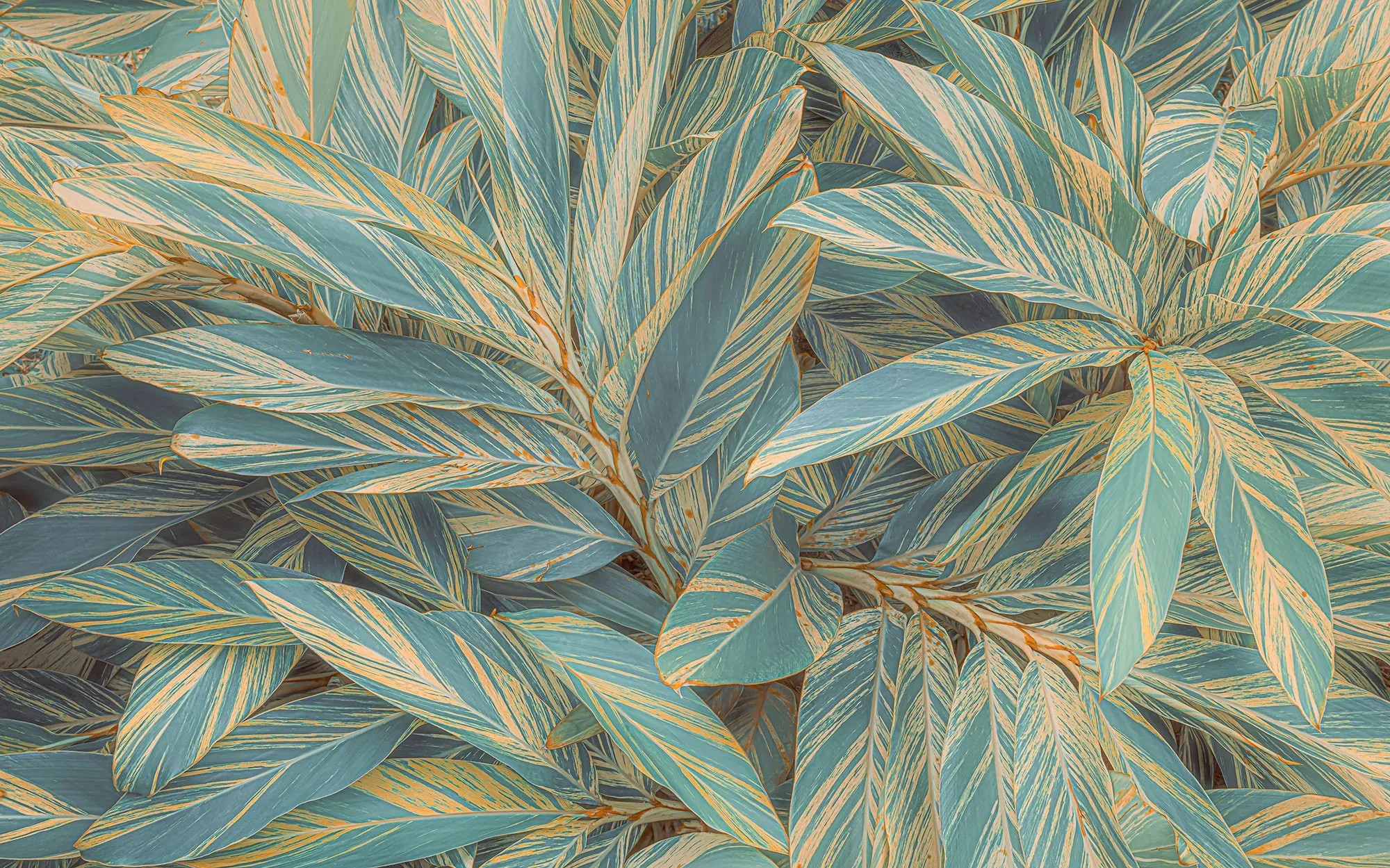 Komar Amazonia Vibes fátyoltapéta 400 cm x 250 cm Komar Amazonia Vibes fátyoltapéta 400 cm x 250 cm
