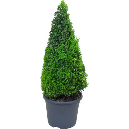 Buxus piramis cserépben, kb. 60-70 cm magas, ideális formázáshoz. Buxus piramis cserépben, kb. 60-70 cm magas, ideális formázáshoz.