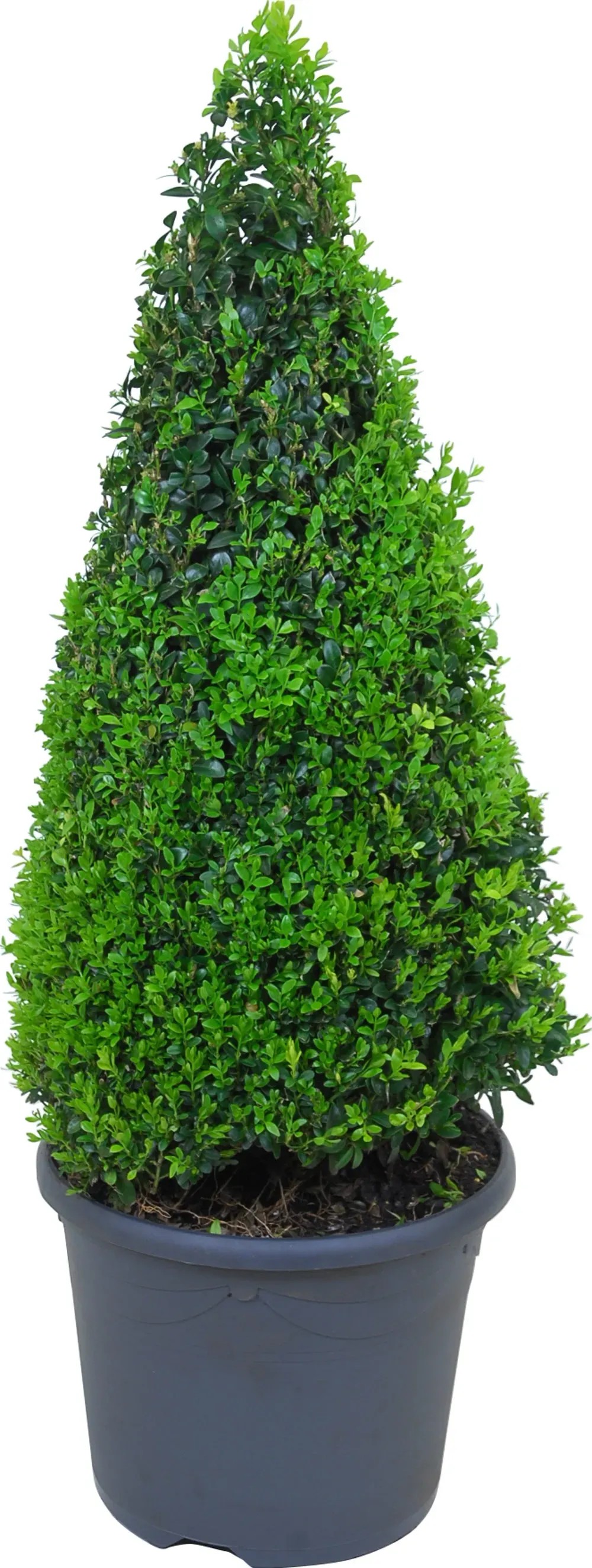 Buxus piramis cserépben, kb. 60-70 cm magas, ideális formázáshoz. Buxus piramis cserépben, kb. 60-70 cm magas, ideális formázáshoz.