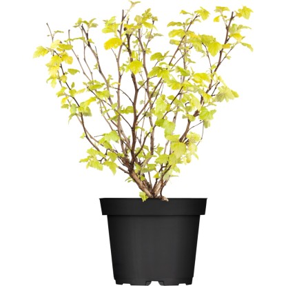 "Laubschön" hólyagvessző válog. mag. kb. 50 - 60 cm cserép kb. 5 l Physocarpus "Laubschön" hólyagvessző válog. mag. kb. 50 - 60 cm cserép kb. 5 l Physocarpus