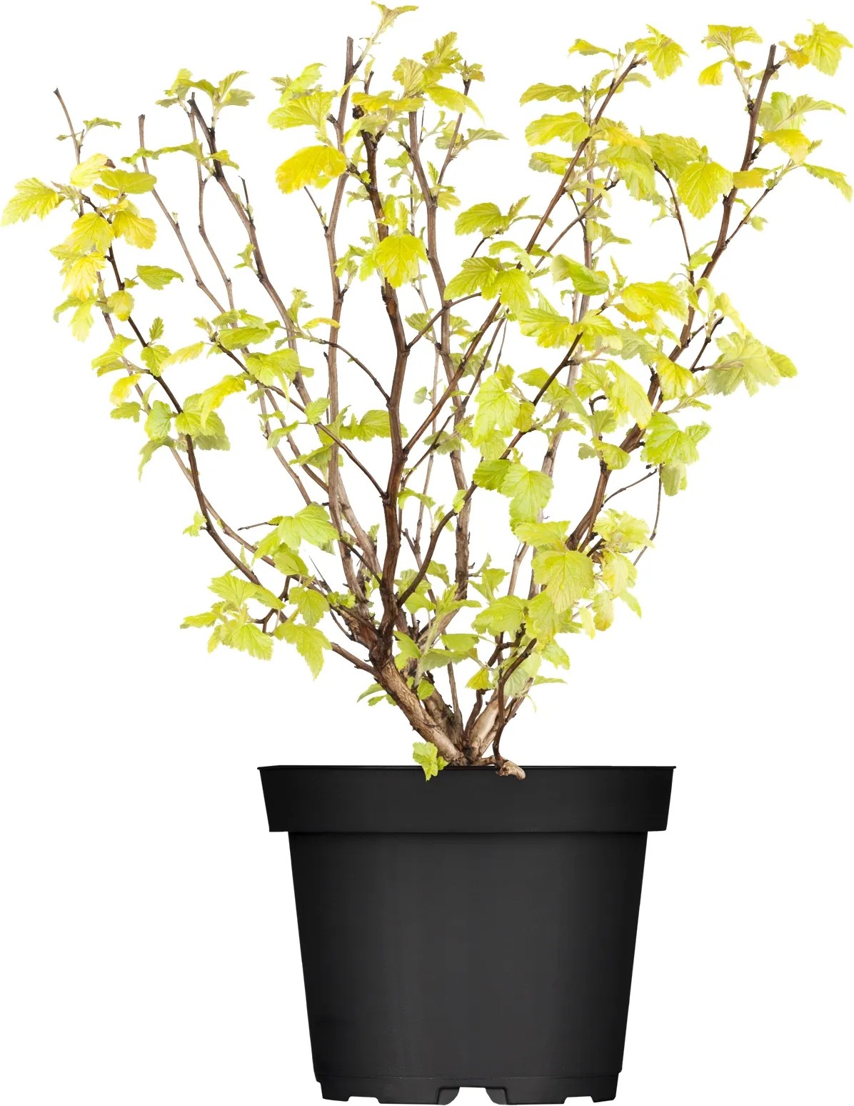 "Laubschön" hólyagvessző válog. mag. kb. 50 - 60 cm cserép kb. 5 l Physocarpus "Laubschön" hólyagvessző válog. mag. kb. 50 - 60 cm cserép kb. 5 l Physocarpus