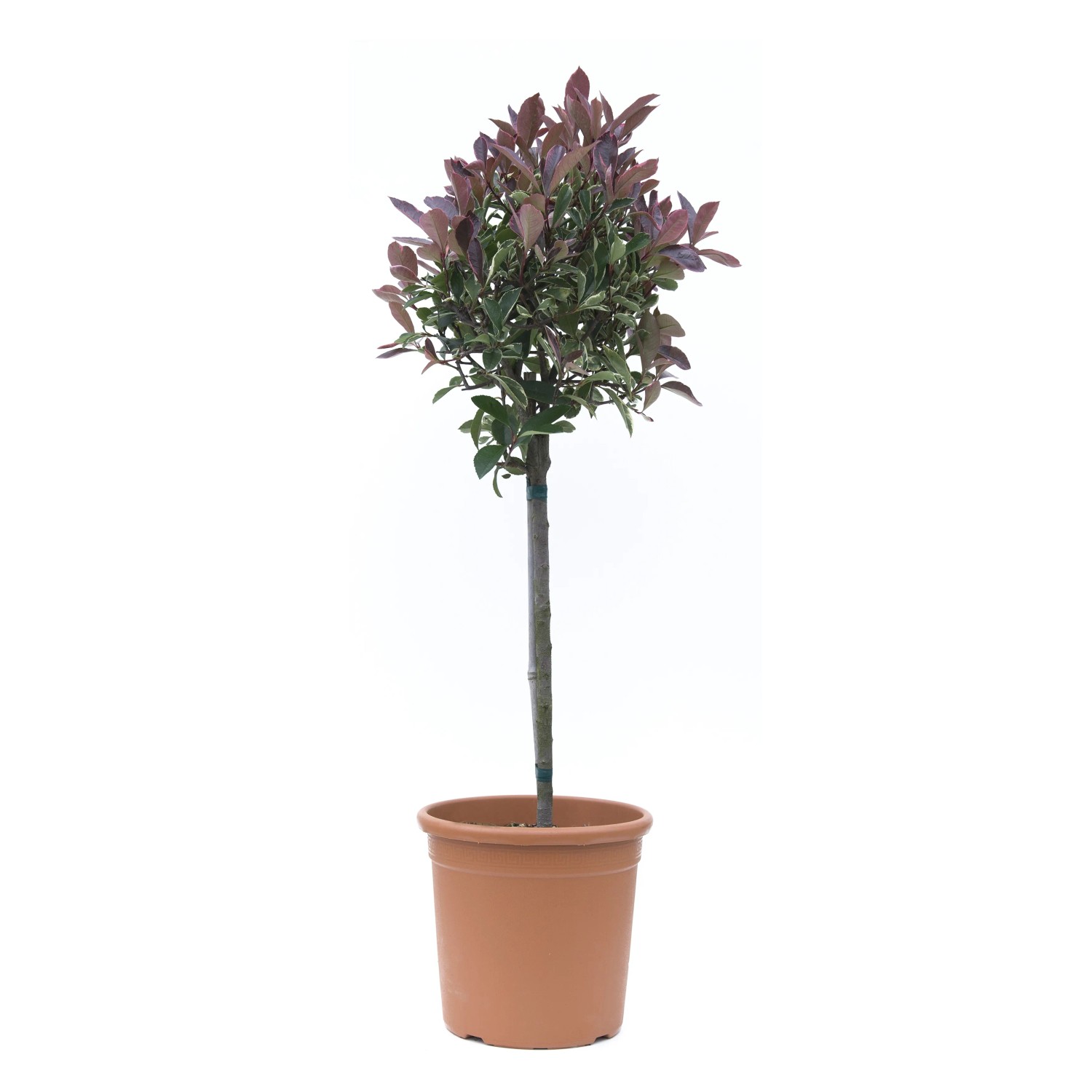 GROW by OBI mini törzs, kb. 80 cm magas, cserépben. Piros és zöld levelű fácska. GROW by OBI mini törzs, kb. 80 cm magas, cserépben. Piros és zöld levelű fácska.