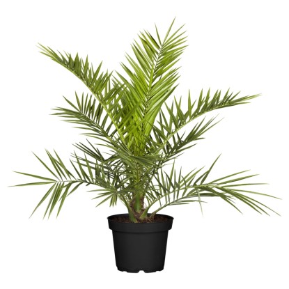 Kanári datolyapálma magasság kb. 120 cm - 140 cm cserépátmérő kb. 40 cm Kanári datolyapálma magasság kb. 120 cm - 140 cm cserépátmérő kb. 40 cm