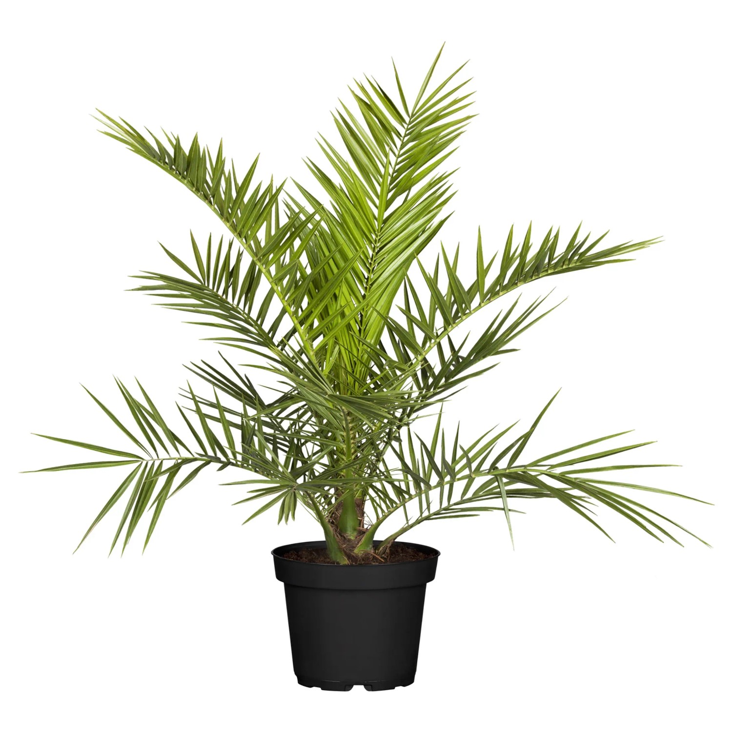 Kanári datolyapálma magasság kb. 120 cm - 140 cm cserépátmérő kb. 40 cm Kanári datolyapálma magasság kb. 120 cm - 140 cm cserépátmérő kb. 40 cm
