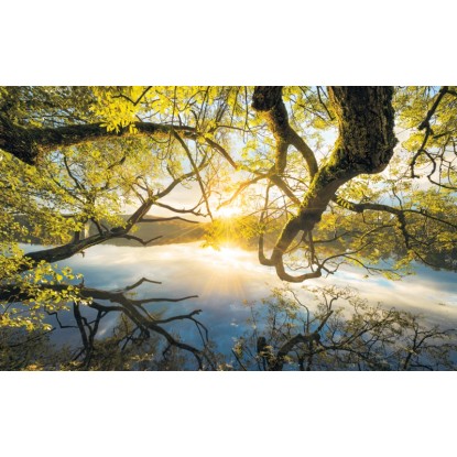 Komar vlies fotótapéta Golden Embrace 400 cm x 250 cm Komar vlies fotótapéta Golden Embrace 400 cm x 250 cm