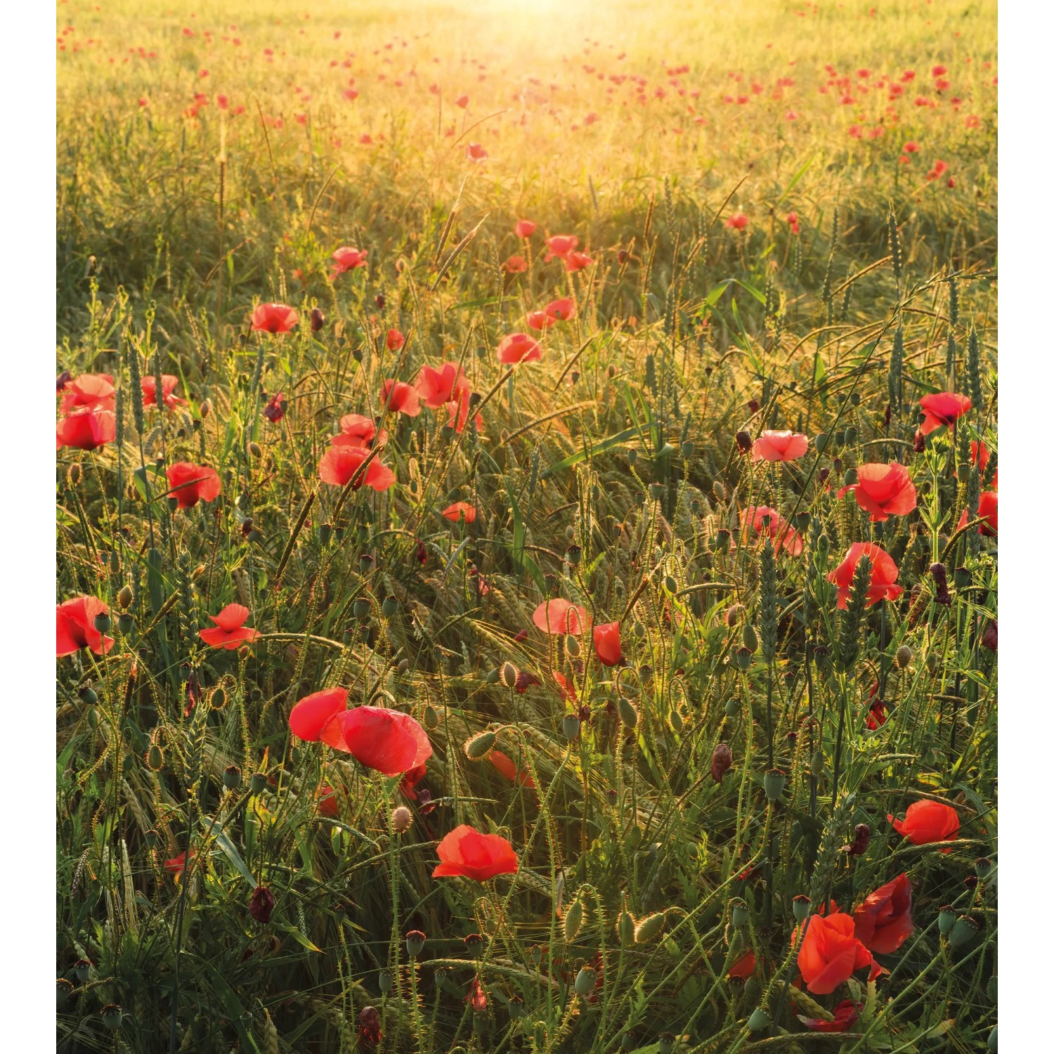Vlies fotótapéta Poppy World 250 cm x 280 cm Vlies fotótapéta Poppy World 250 cm x 280 cm