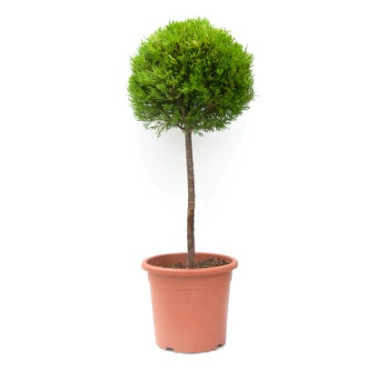 GROW by OBI mini törzs cserépben, kb. 80 cm magas. Zöld formájú fa szoliter növényként. GROW by OBI mini törzs cserépben, kb. 80 cm magas. Zöld formájú fa szoliter növényként.