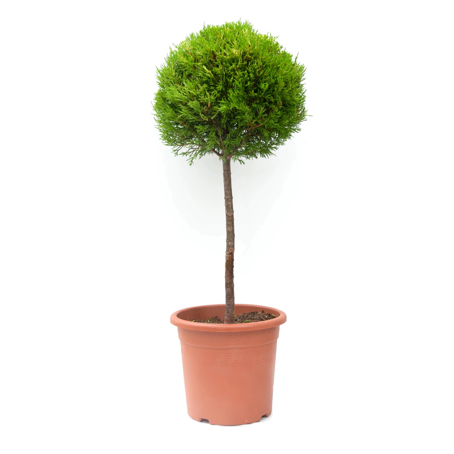 GROW by OBI mini törzs cserépben, kb. 80 cm magas. Zöld formájú fa szoliter növényként. GROW by OBI mini törzs cserépben, kb. 80 cm magas. Zöld formájú fa szoliter növényként.