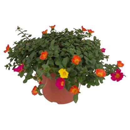 Nagyvirágú porcsin mag. kb. 15-20 cm cserépátm. kb. 21 cm Portulaca grandiflora Nagyvirágú porcsin mag. kb. 15-20 cm cserépátm. kb. 21 cm Portulaca grandiflora