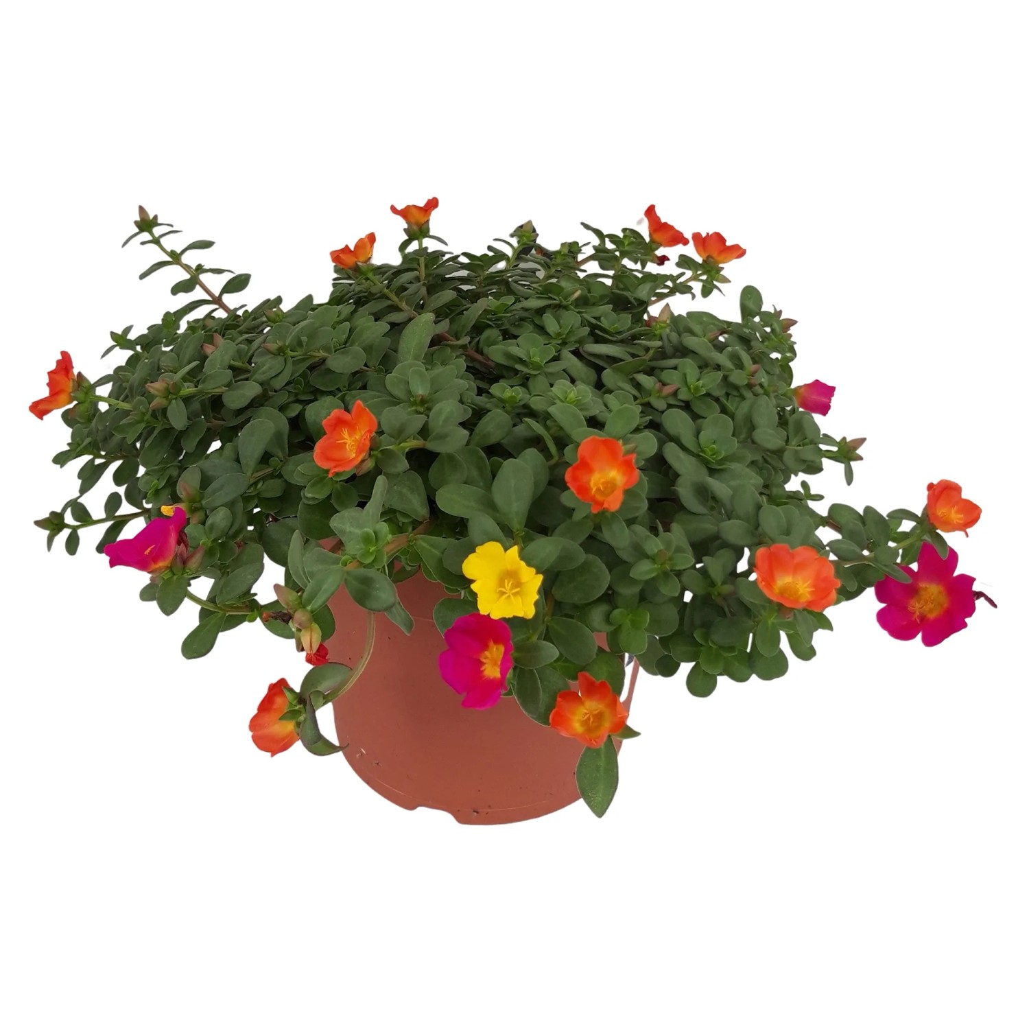 Nagyvirágú porcsin mag. kb. 15-20 cm cserépátm. kb. 21 cm Portulaca grandiflora Nagyvirágú porcsin mag. kb. 15-20 cm cserépátm. kb. 21 cm Portulaca grandiflora