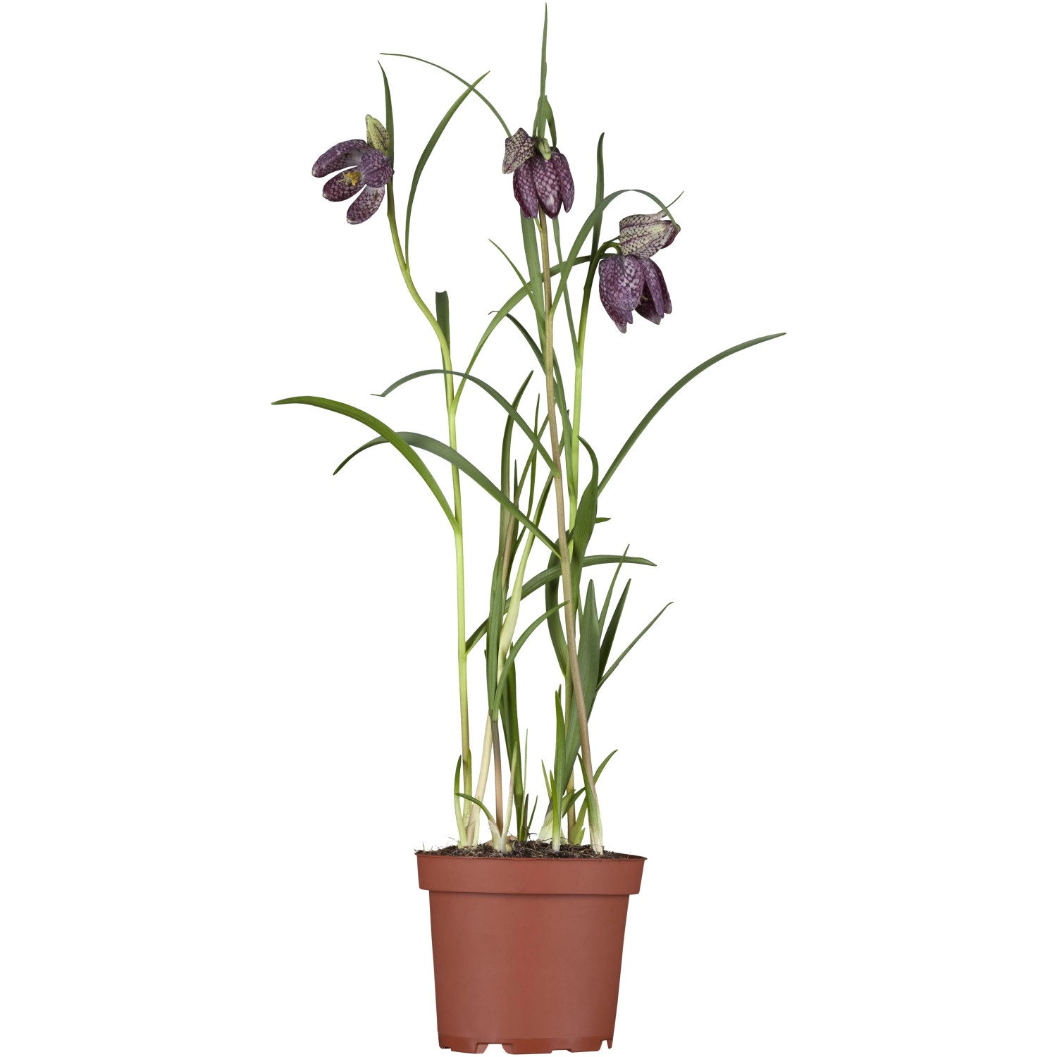 Mocsári kockásliliom cserépátmérő kb. 12 cm Fritillaria meleagris Mocsári kockásliliom cserépátmérő kb. 12 cm Fritillaria meleagris
