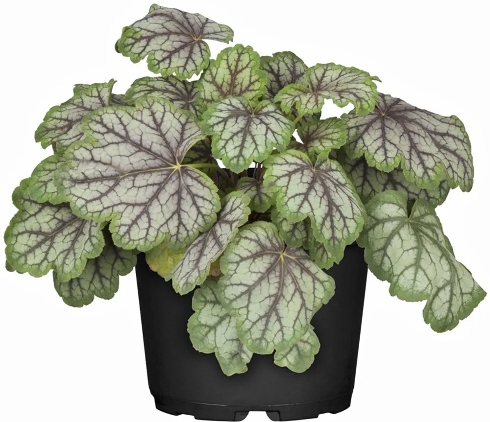 GROW by OBI Heuchera cserépben, dísznövény zöld-ezüst levelekkel és sötét erezettel. GROW by OBI Heuchera cserépben, dísznövény zöld-ezüst levelekkel és sötét erezettel.