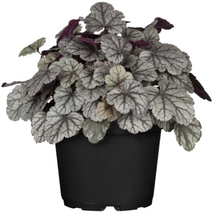 GROW by OBI Heuchera cserépben, dísznövény ezüst-zöld levelekkel és sötét akcentusokkal. GROW by OBI Heuchera cserépben, dísznövény ezüst-zöld levelekkel és sötét akcentusokkal.