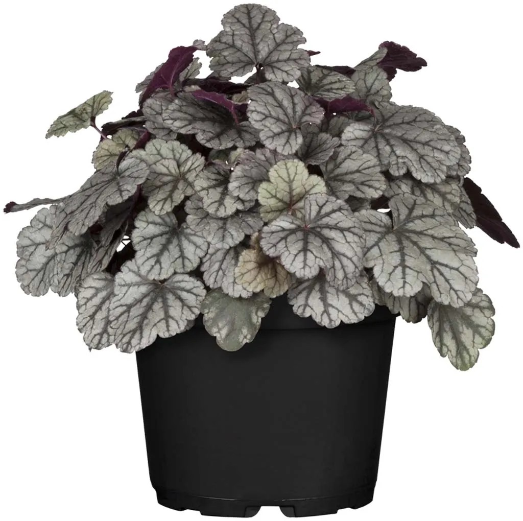GROW by OBI Heuchera cserépben, dísznövény ezüst-zöld levelekkel és sötét akcentusokkal. GROW by OBI Heuchera cserépben, dísznövény ezüst-zöld levelekkel és sötét akcentusokkal.