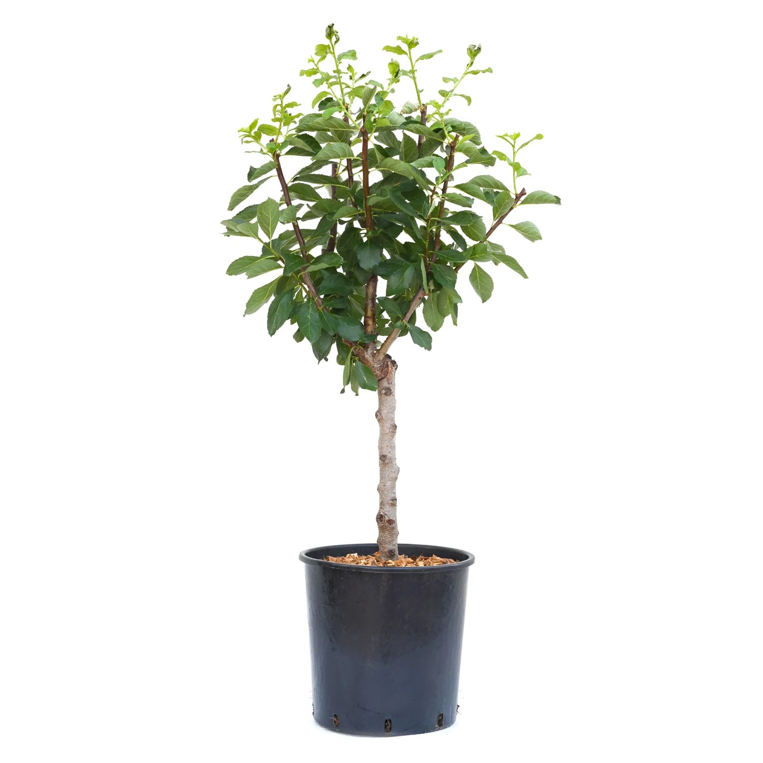 GROW by OBI törpe szilvafa mini törzs magasság 60 cm Prunus domestica Goldust GROW by OBI törpe szilvafa mini törzs magasság 60 cm Prunus domestica Goldust
