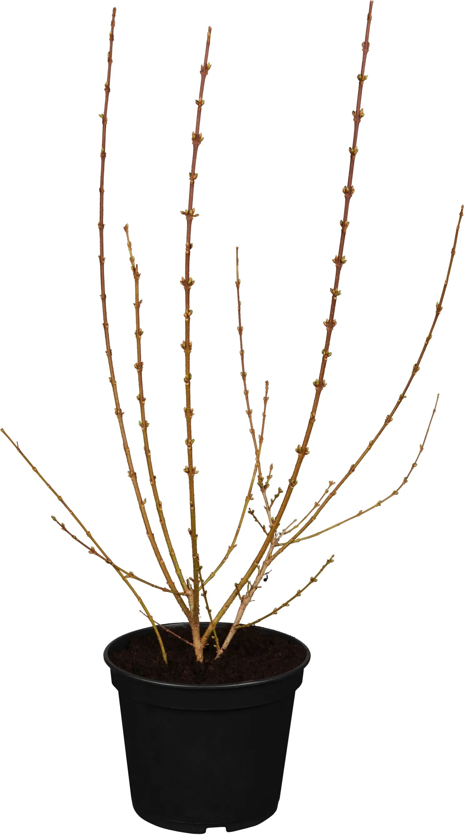 OBI "Weekend" aranycserje sárga mag. kb. 40 cm - 60 cm cser. kb. 3,5 l Forsythia OBI "Weekend" aranycserje sárga mag. kb. 40 cm - 60 cm cser. kb. 3,5 l Forsythia