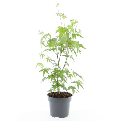 Japán ujjas juhar 7-féle változatban magasság kb. 40 cm - 60 cm Acer palmatum Japán ujjas juhar 7-féle változatban magasság kb. 40 cm - 60 cm Acer palmatum
