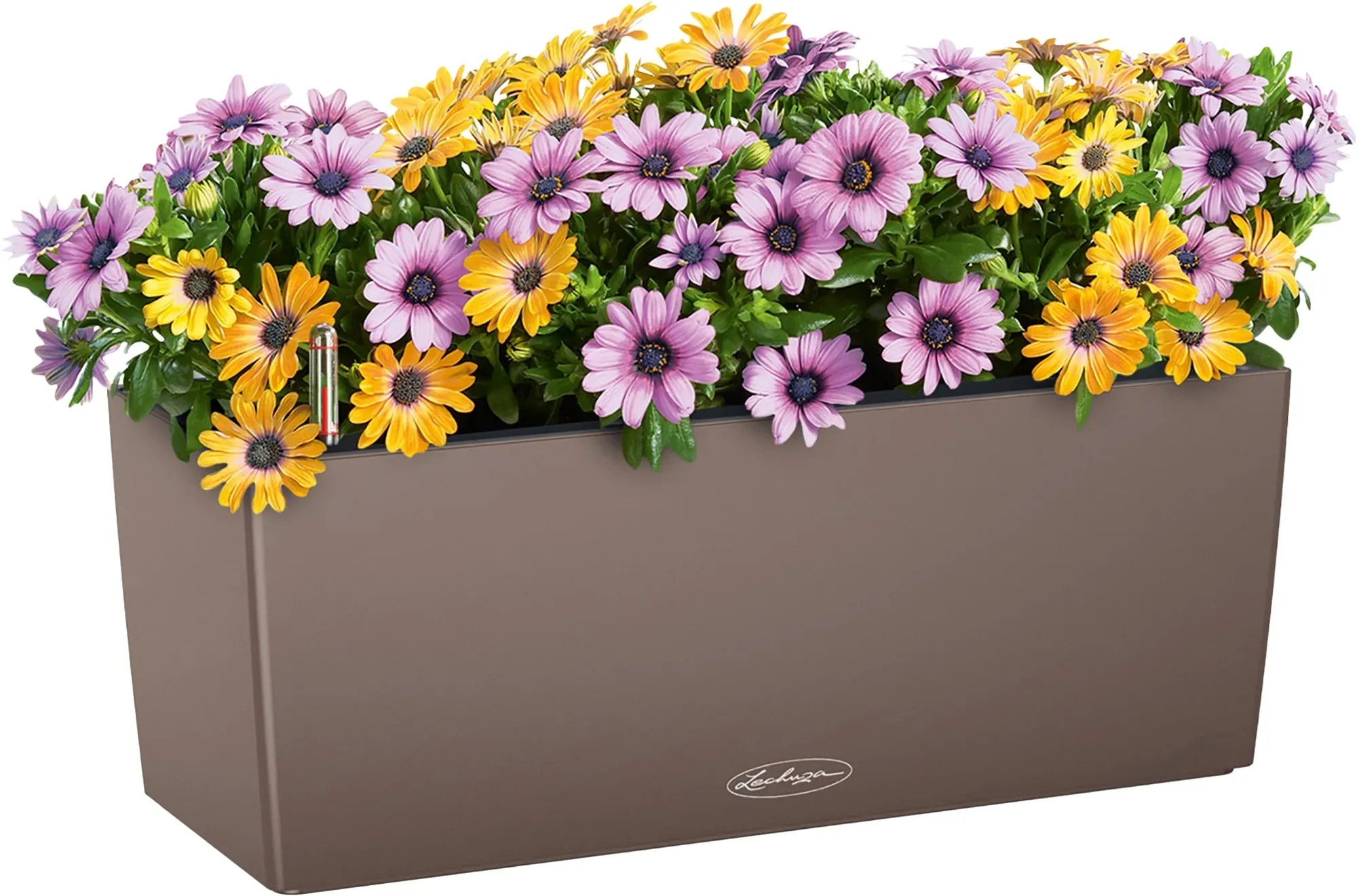 Lechuza Balconera Color 50 Muskat virágláda (50 cm) s sárga és lila százszorszépekkel. Lechuza Balconera Color 50 Muskat virágláda (50 cm) s sárga és lila százszorszépekkel.