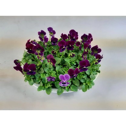 Szarvacskás árvácska cink edényben, színválaszték, cserép Ø kb. 29 cm. Virágzó cserepes növény sötétlila virágokkal. Szarvacskás árvácska cink edényben, színválaszték, cserép Ø kb. 29 cm. Virágzó cserepes növény sötétlila virágokkal.