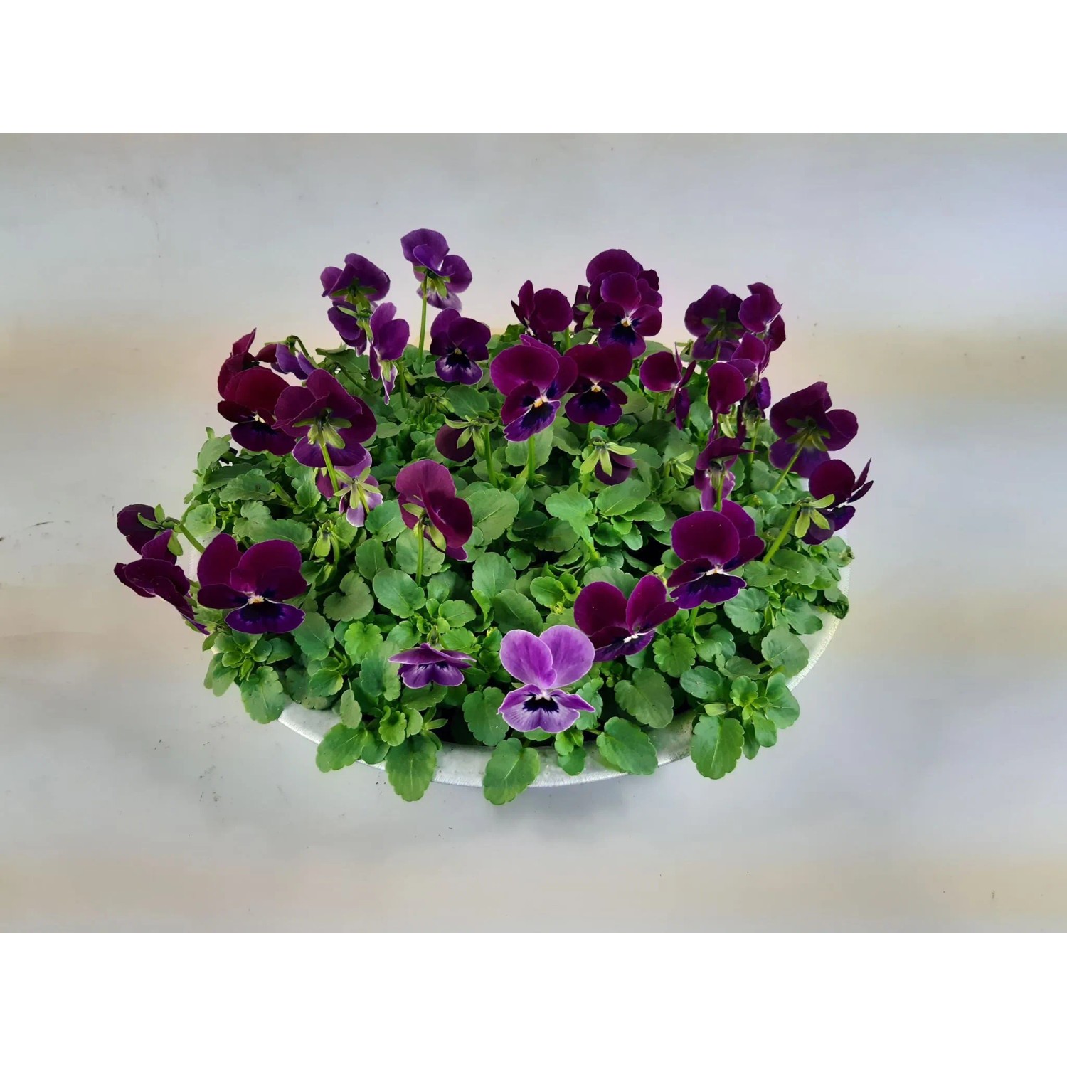 Szarvacskás árvácska cink edényben, színválaszték, cserép Ø kb. 29 cm. Virágzó cserepes növény sötétlila virágokkal. Szarvacskás árvácska cink edényben, színválaszték, cserép Ø kb. 29 cm. Virágzó cserepes növény sötétlila virágokkal.