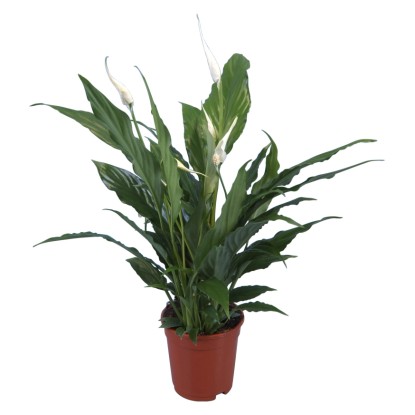 Vitorlavirág cserépátmérő: kb. 13 cm Vitorlavirág cserépátmérő: kb. 13 cm