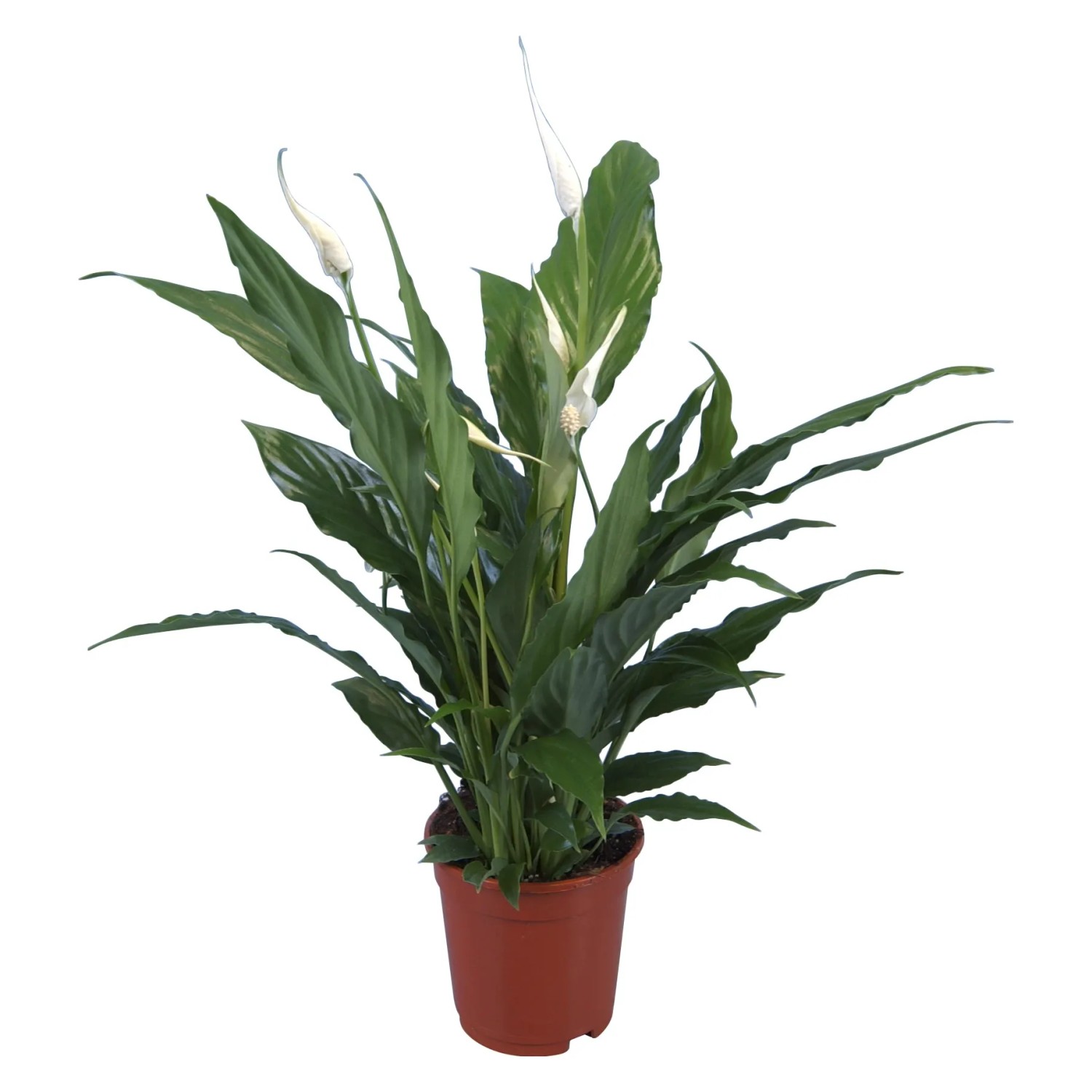 Vitorlavirág cserépátmérő: kb. 13 cm Vitorlavirág cserépátmérő: kb. 13 cm