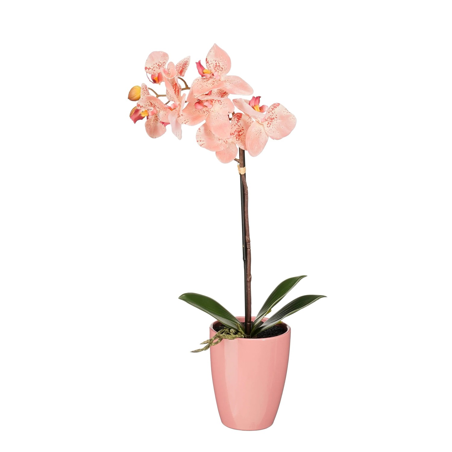 Mica művirág Phalaenopsis cserépben 47 cm x átmérő 18 cm barackszínű Mica művirág Phalaenopsis cserépben 47 cm x átmérő 18 cm barackszínű