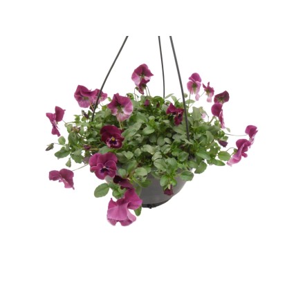 Függő Coolwave szarvacskaviola a GROW by OBI-tól cserépben, lila-rózsaszín virágok. Függő Coolwave szarvacskaviola a GROW by OBI-tól cserépben, lila-rózsaszín virágok.