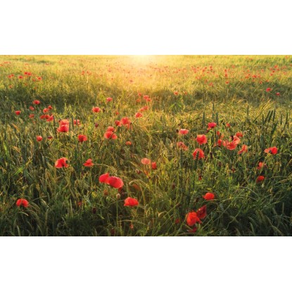 Vlies fotótapéta Poppy World 450 cm x 280 cm Vlies fotótapéta Poppy World 450 cm x 280 cm