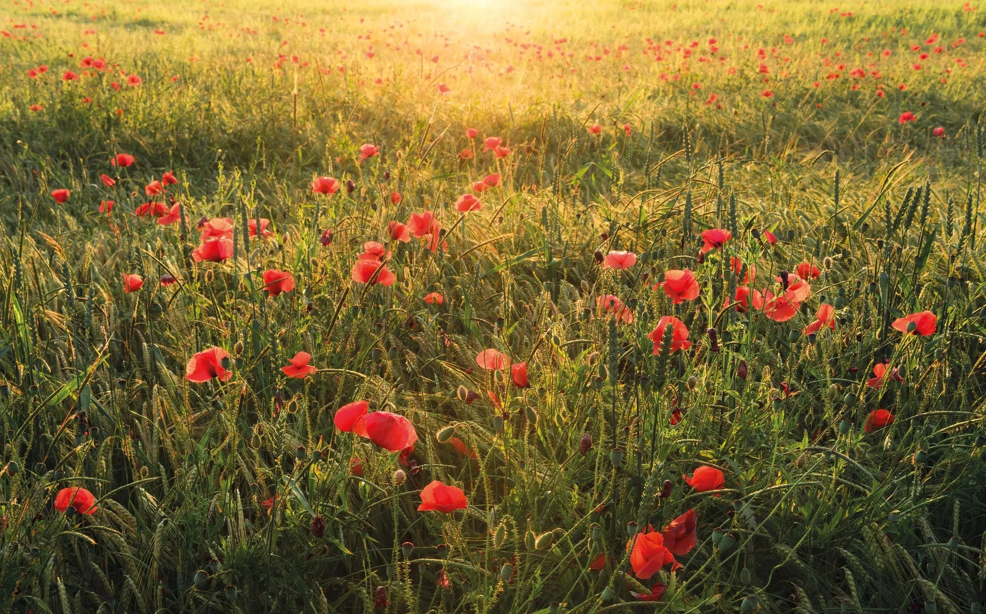 Vlies fotótapéta Poppy World 450 cm x 280 cm Vlies fotótapéta Poppy World 450 cm x 280 cm