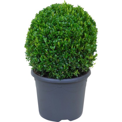 Gömb alakú buxus cserépben, kb. 25 cm magas, formázásra alkalmas. Gömb alakú buxus cserépben, kb. 25 cm magas, formázásra alkalmas.