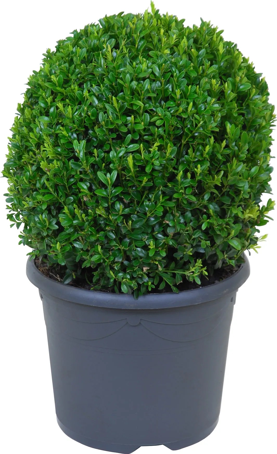 Gömb alakú buxus cserépben, kb. 25 cm magas, formázásra alkalmas. Gömb alakú buxus cserépben, kb. 25 cm magas, formázásra alkalmas.