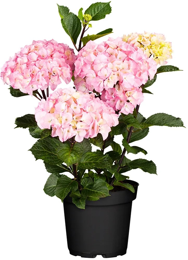 Kerti hortenzia "Soft Pink Salsa" rózsaszín mag. kb. 30-40 cm cser. kb. 5 l. Kerti hortenzia "Soft Pink Salsa" rózsaszín mag. kb. 30-40 cm cser. kb. 5 l.