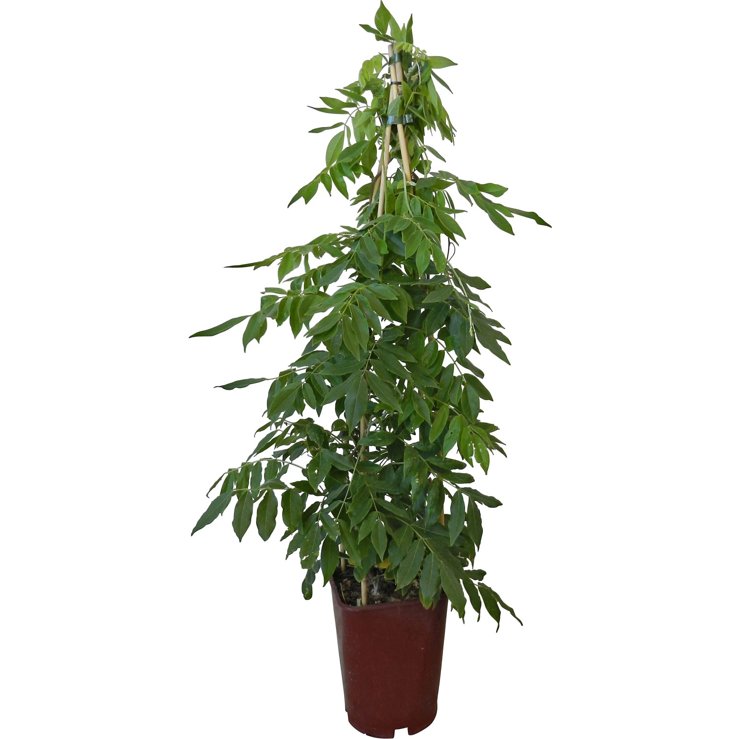 OBI lilaakác keverék magassága kb. 80 cm cserepe kb. 6 l Wisteria OBI lilaakác keverék magassága kb. 80 cm cserepe kb. 6 l Wisteria