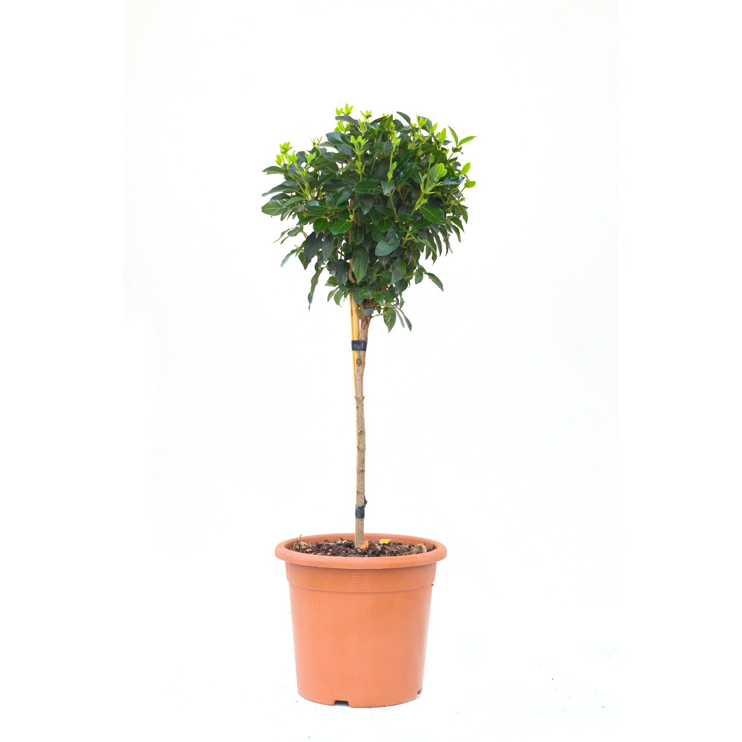 GROW by OBI mini törzs cserépben, kb. 80 cm magas. Törzses növény ágyásba, erkélyre vagy teraszra. GROW by OBI mini törzs cserépben, kb. 80 cm magas. Törzses növény ágyásba, erkélyre vagy teraszra.