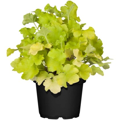 GROW by OBI Heuchera cserépben, sárga-zöld levelekkel. Dísznövény ágyásokba és erkélyekre. GROW by OBI Heuchera cserépben, sárga-zöld levelekkel. Dísznövény ágyásokba és erkélyekre.