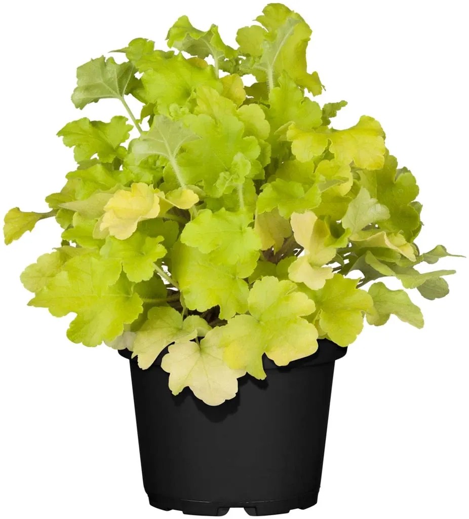 GROW by OBI Heuchera cserépben, sárga-zöld levelekkel. Dísznövény ágyásokba és erkélyekre. GROW by OBI Heuchera cserépben, sárga-zöld levelekkel. Dísznövény ágyásokba és erkélyekre.