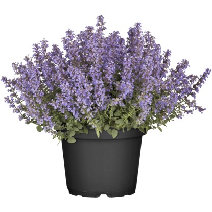 OBI kerti macskamenta cserépátmérő: kb. 19 cm Nepeta OBI kerti macskamenta cserépátmérő: kb. 19 cm Nepeta