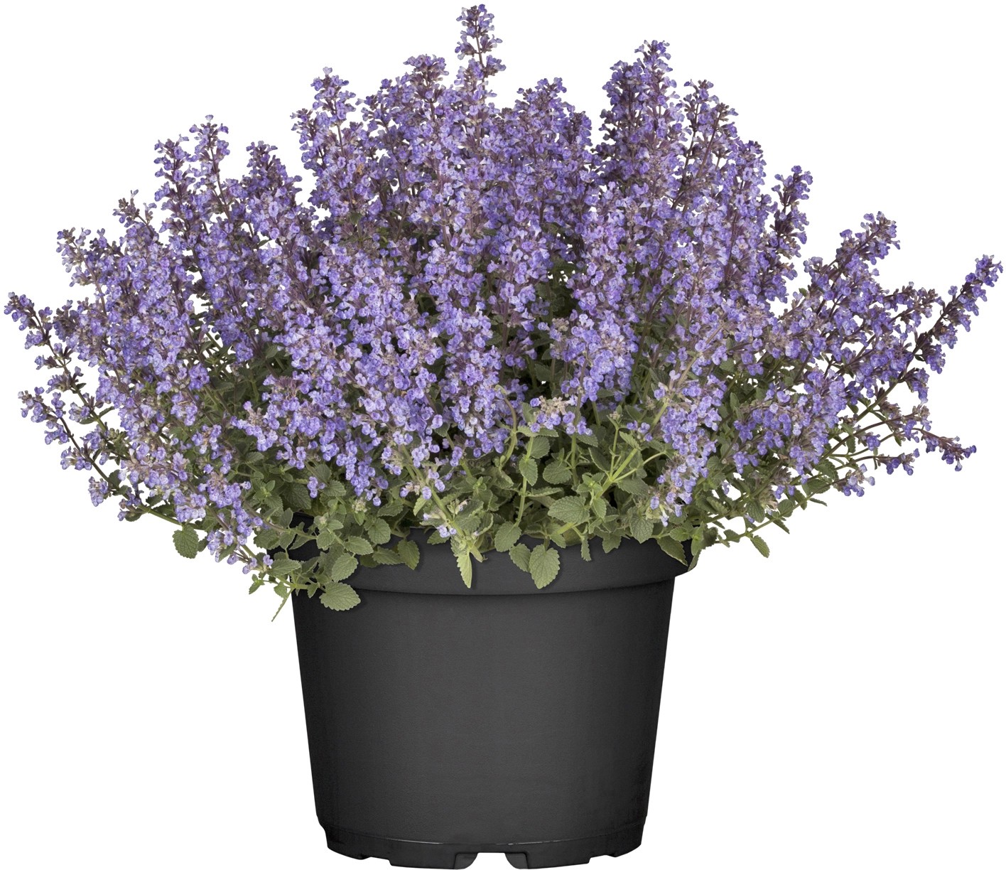 OBI kerti macskamenta cserépátmérő: kb. 19 cm Nepeta OBI kerti macskamenta cserépátmérő: kb. 19 cm Nepeta