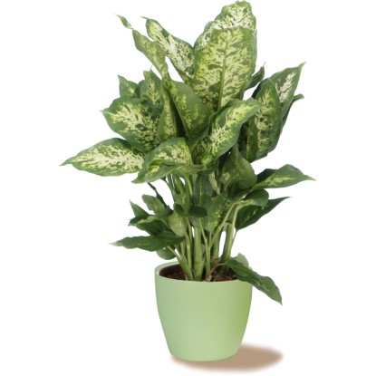 Scheurich 920-as világoszöld virágcserép, Ø 16 cm, Dieffenbachia szobanövénnyel. Scheurich 920-as világoszöld virágcserép, Ø 16 cm, Dieffenbachia szobanövénnyel.