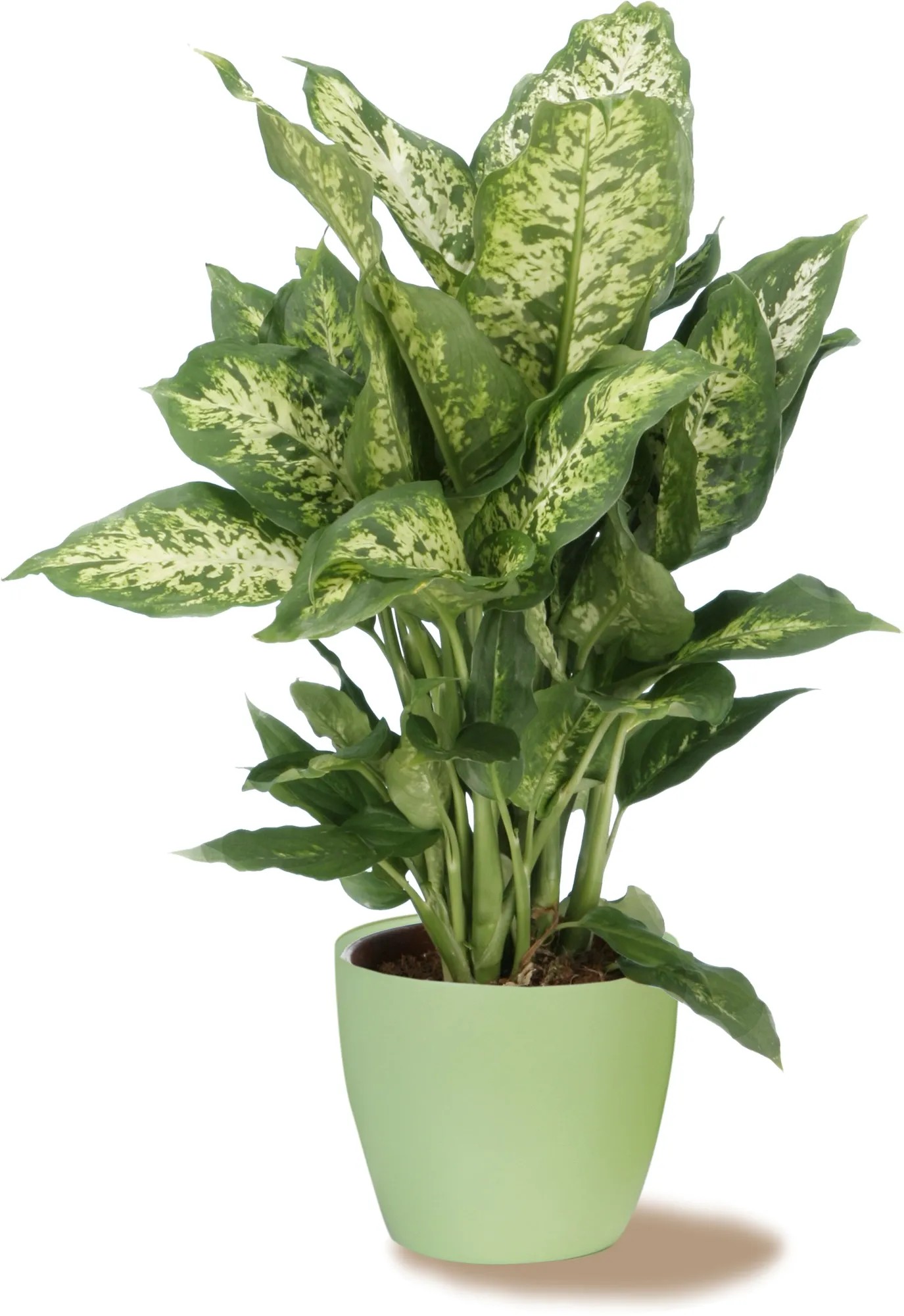 Scheurich 920-as világoszöld virágcserép, Ø 16 cm, Dieffenbachia szobanövénnyel. Scheurich 920-as világoszöld virágcserép, Ø 16 cm, Dieffenbachia szobanövénnyel.