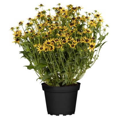 Pompás kúpvirág "Little Gold Star" sárga cserépátmérő kb. 19cm Rudbeckia fulgida Pompás kúpvirág "Little Gold Star" sárga cserépátmérő kb. 19cm Rudbeckia fulgida