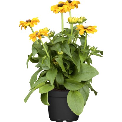 OBI pompás kúpvirág cserépátmérő: kb. 19 cm Rudbeckia OBI pompás kúpvirág cserépátmérő: kb. 19 cm Rudbeckia