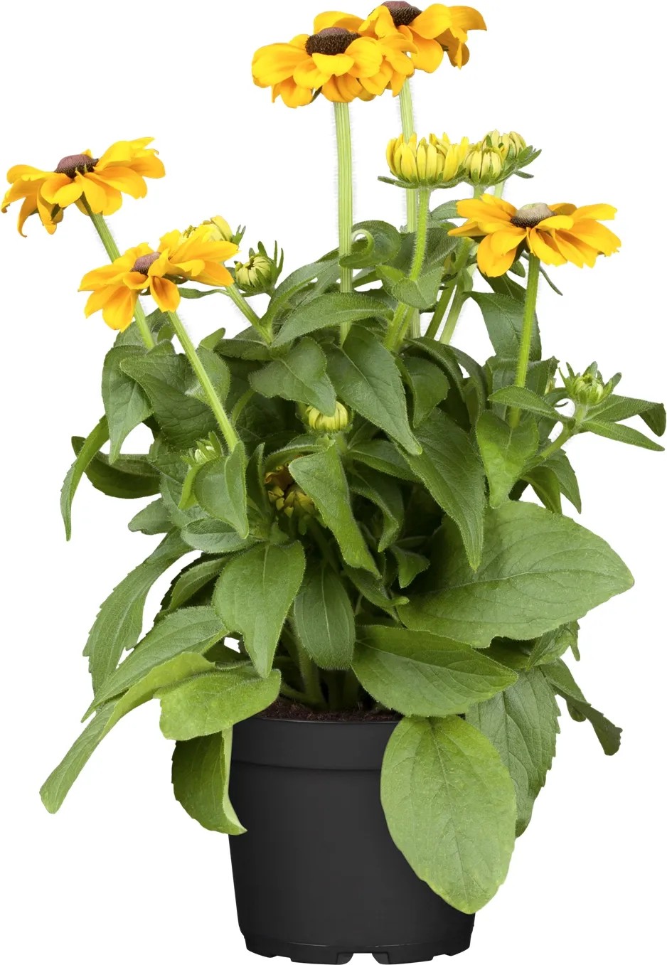 OBI pompás kúpvirág cserépátmérő: kb. 19 cm Rudbeckia OBI pompás kúpvirág cserépátmérő: kb. 19 cm Rudbeckia
