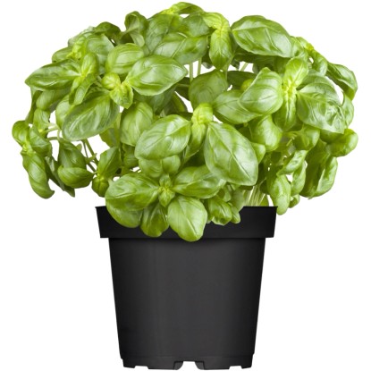Bazsalikom cserépátmérő: kb. 12 cm Bazsalikom cserépátmérő: kb. 12 cm