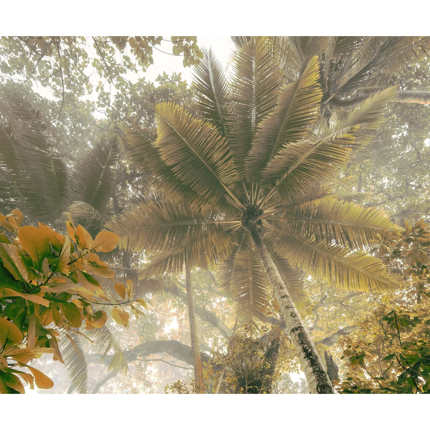 Komar fotótapéta Palms Panorama 300 cm x 250 cm Komar fotótapéta Palms Panorama 300 cm x 250 cm