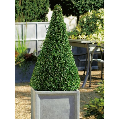 Buxus piramis cserépben, kb. 60-70 cm magas, formázott fa a kertbe és az erkélyre. Buxus piramis cserépben, kb. 60-70 cm magas, formázott fa a kertbe és az erkélyre.